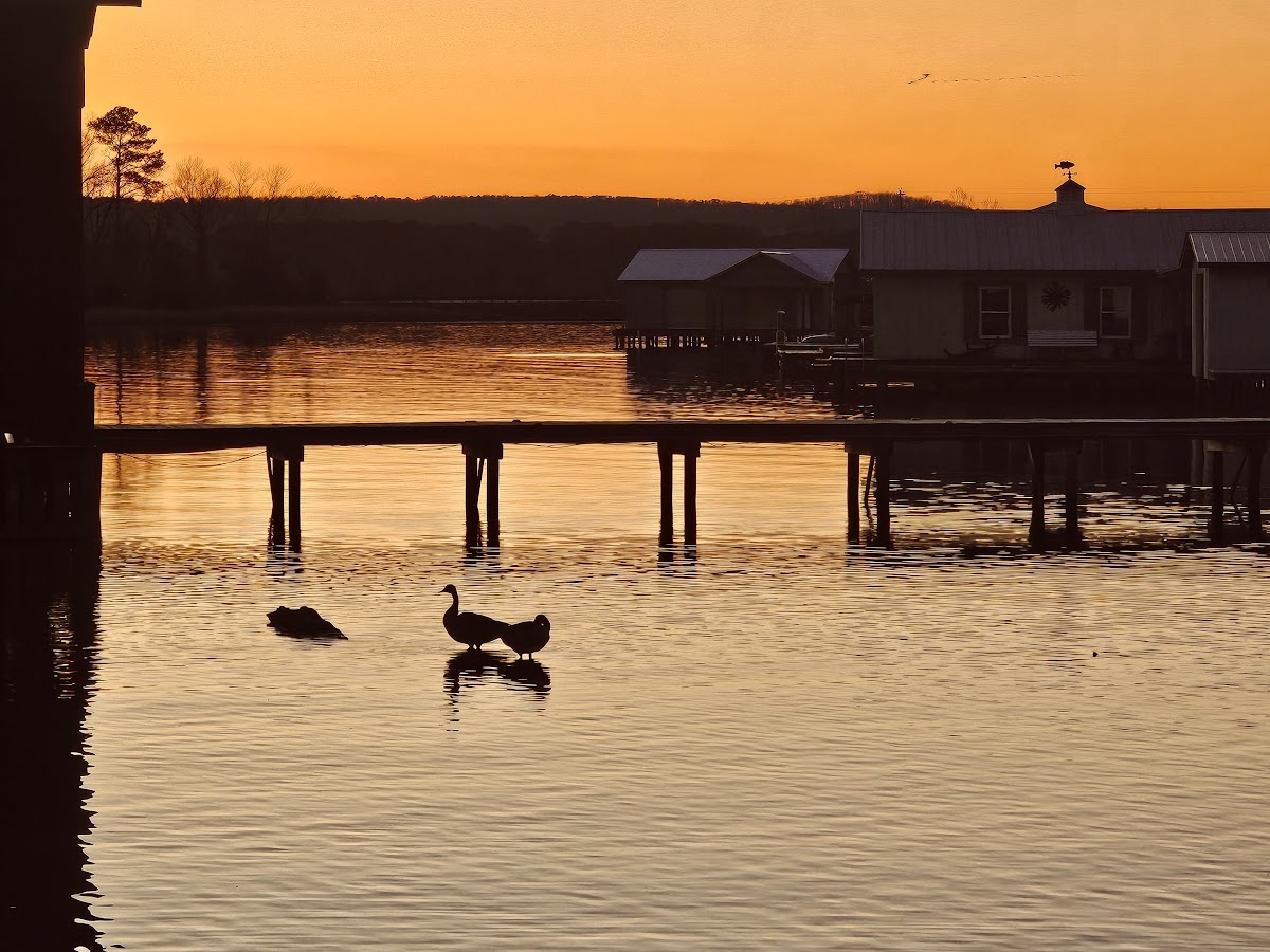Stunning orange sunset with geese silhouettes and dock reflections on Lake Guntersville at Guntersville Getaway